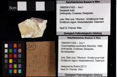 Foto (Objket + Etiketten) von Decapoda indet. 